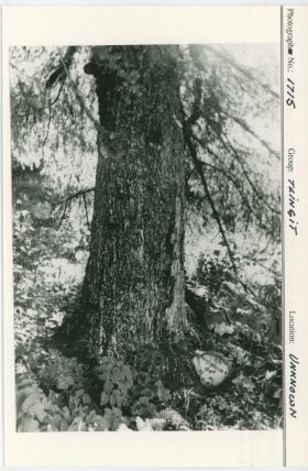 Image representing photograph.