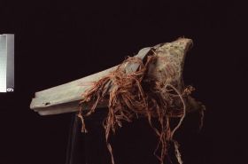 Image representing Mask.