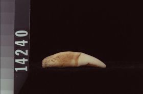 Image representing Tooth.