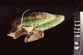 Image representing Moccasin.