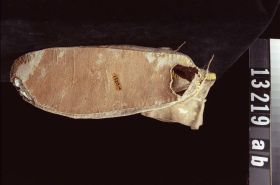 Image representing Moccasin.