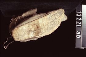 Image representing Moccasin.