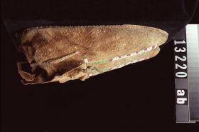 Image representing Moccasin.
