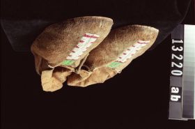 Image representing Moccasin.