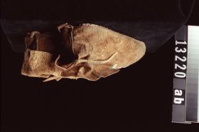 Image representing Moccasin.