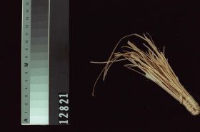 Image representing Basket.