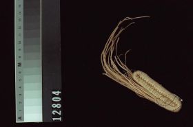 Image representing Basket.