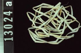 Image representing Bead ?.