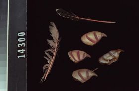 Image representing Fragment.