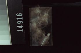 Image representing Feather.