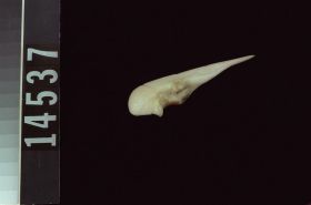 Image representing Awl.
