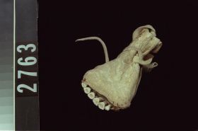 Image representing Scratcher.