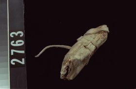 Image representing Scratcher.