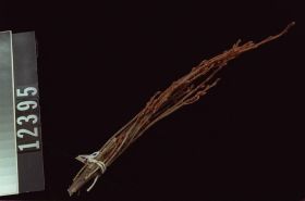 Image representing Raw Material.
