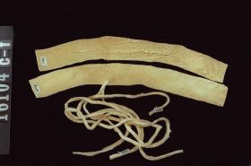 Image representing Moccasin.