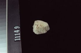 Image representing Fungus.