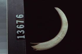 Image representing Raw Material.