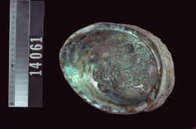 Image representing Raw Material.