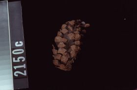 Image representing Raw Material.