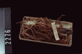 Image representing Food.