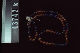 Image representing Bead.