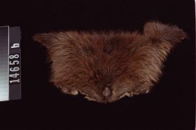 Image representing Hat; Pelt.