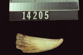 Image representing Tooth.