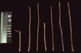 Image representing Stick.
