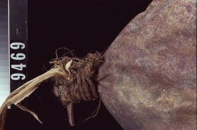 Image representing Float.