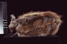 Image representing Headdress.