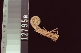 Image representing Basket, fragment.