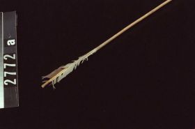 Image representing Arrow.