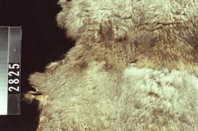 Image representing Blanket.