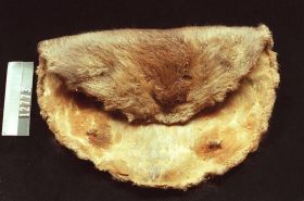 Image representing Pelt.
