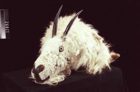 Image representing Mask.