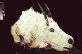 Image representing Mask.