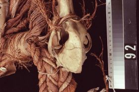 Image representing Ring.