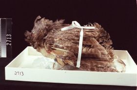 Image representing Cap.