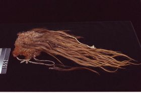 Image representing Wig.