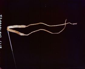 Image representing Tumpline.