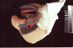 Image representing Mask.