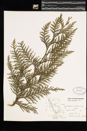 Image representing Thuja plicata.