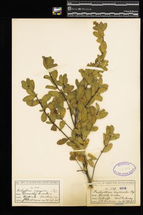 Image representing Paxistima myrsinites.