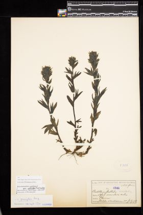 Image representing Castilleja parviflora var. albida.