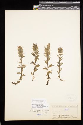 Image representing Castilleja parviflora var. albida.