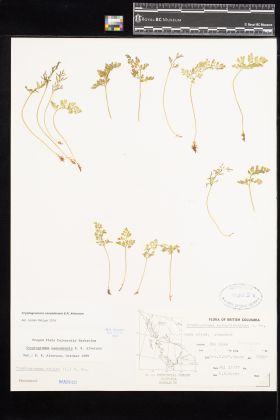 Image representing Cryptogramma cascadensis.