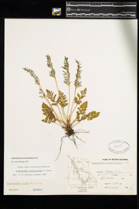 Image representing Cryptogramma acrostichoides.