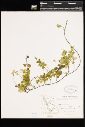 Image representing Linnaea borealis ssp. longiflora.