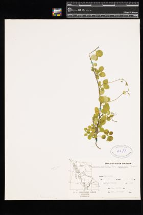 Image representing Linnaea borealis ssp. longiflora.