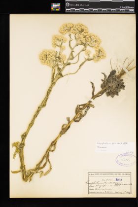 Image representing Gnaphalium viscosum.